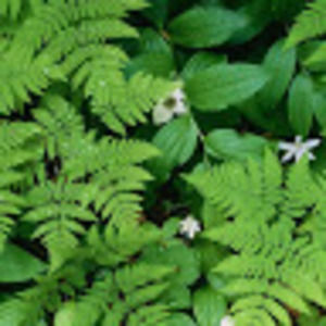 Meet your Posher, Audrey